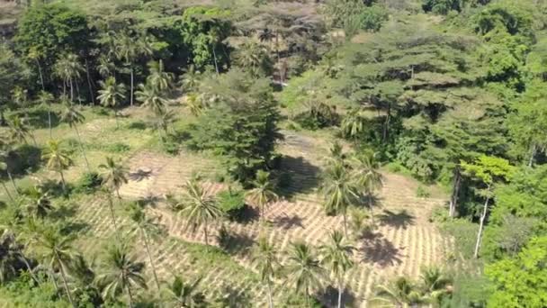 Agriculture Farm close to Africa wild rainforest Ngezi forest reserve at Pemba island, Zanzibar Archipelago aerial shot in Tanzania — Stock Video