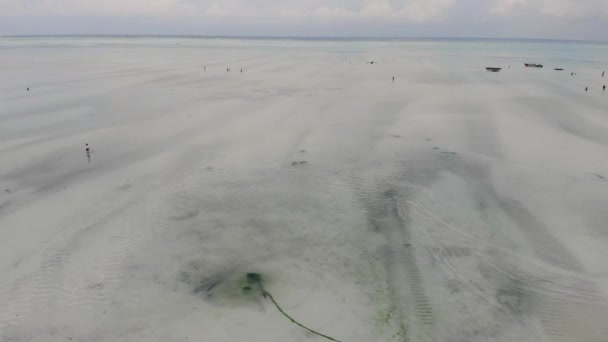 Vol près de la plage tropicale Paradise de Paje à marée basse sur l'île de Zanzibar Est vue aérienne. Tanzanie, Afrique — Video