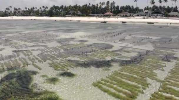 Tiro aéreo da plantação de ervas daninhas submarinas. Jambiani, Zanzibar, Tanzânia . — Vídeo de Stock
