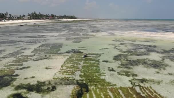 Flygfoto av undervattensgräsplantager. Jambiani, Zanzibar, Tanzania. — Stockvideo