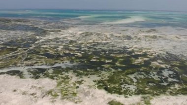 Jambiani köyünde sığ suların üzerinde dalgalar altında uçmak. Yerel halk, Dhow katamaran tekneleri ve su altı deniz yosunları çiftliği. Jambiani, Zanzibar, Tanzanya.