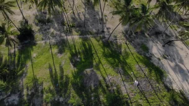 Vue aérienne de la cabane couverte de chaume entourée de palmiers à Paradise tropical Paje plage à East Zanzibar île vue aérienne. Tanzanie, Afrique — Video