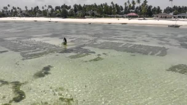 Prise de vue aérienne Voler par une Africaine Collecter des herbiers marins sous-marins dans une plantation d'herbe marine à Jambiani, Zanzibar, Tanzanie . — Video