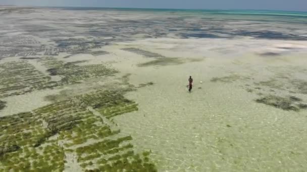 Strzał z powietrza Latanie afrykańskich dzieci zbierających podwodne trawy morskie na plantacji chwastów morskich w Jambiani, Zanzibar, Tanzania. — Wideo stockowe