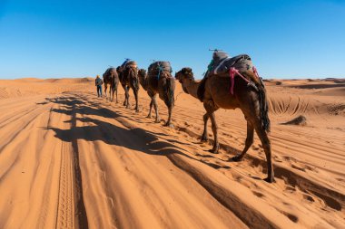 Sahra Çölü, Fas 'taki Camel karavan turuna katılıyor.