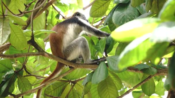Дикая обезьяна Красный Колобус сидит на ветке в тропическом лесу на Занзибаре . — стоковое видео