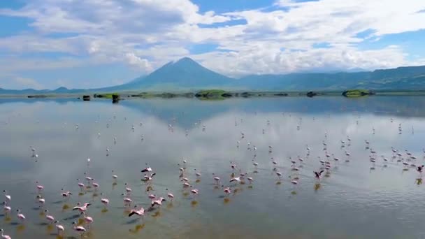 Pink Lesser Flamingos u jezera Natron se sopkou na pozadí v údolí Rift, Tanzanie — Stock video