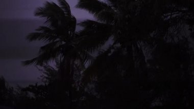 Zanzibar 'da Tropik Gece Fırtınası. Karanlık Gece Gökyüzüne Karşı Palmiye Ağaçlarının Silüeti