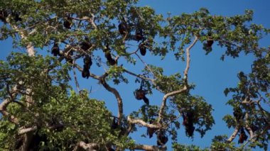 Endemic Pemba Adası Mavi Gökyüzüne Karşı Ağaçta Uçan Tilkiler. Zanzibar, Tanzanya. Afrika.