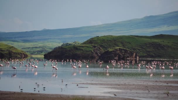 Pink Lesser Flamingo a Natron tónál, Tanzániában, Afrikában — Stock videók