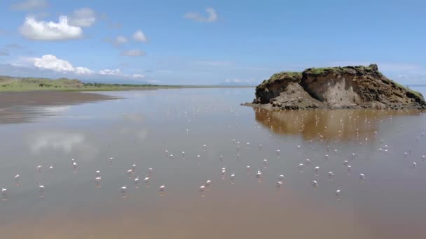 Rosafarbene Kleine Flamingos am Natronsee mit Vulkan im Rift Valley, Tansania — Stockvideo