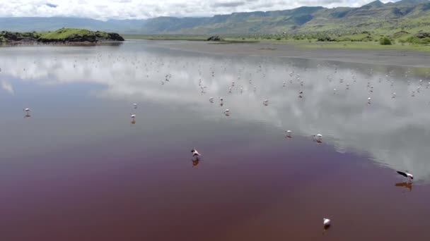 Rózsaszín kis flamingók a Natron-tónál vulkánnal a háttérben Rift-völgyben, Tanzániában — Stock videók