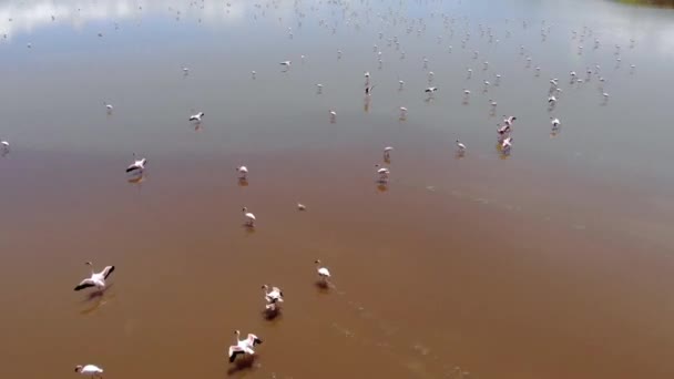 Pink Lesser Flamingos at Lake Natron with canic on background in Rift valley, Tanzania — стокове відео