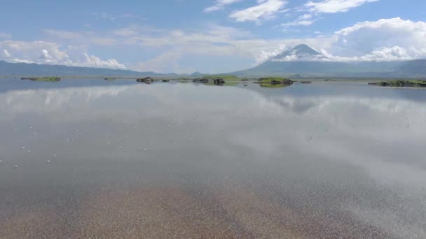 Pink Lesser Flamingos u jezera Natron se sopkou na pozadí v údolí Rift, Tanzanie — Stock video