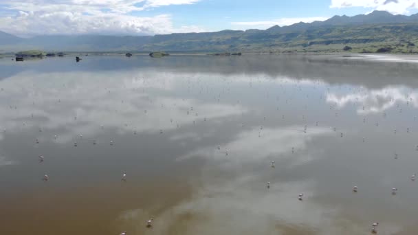 Pink Lesser Flamingos u jezera Natron se sopkou na pozadí v údolí Rift, Tanzanie — Stock video