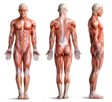 beyaz izole kas anatomisi adam