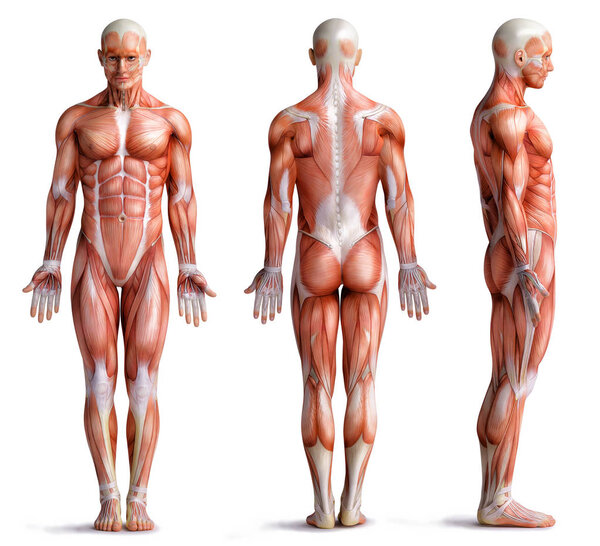 Анатомия мышц человека, изолированного на белом
