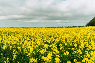 Büyük bir çiçekli sarı tecavüz alanı. Tarım