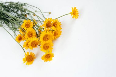 Yellow beautiful flowers lie on a white background clipart