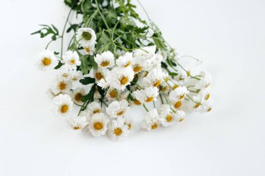 Beyaz güzel çiçekler beyaz bir arka plan üzerinde yalan