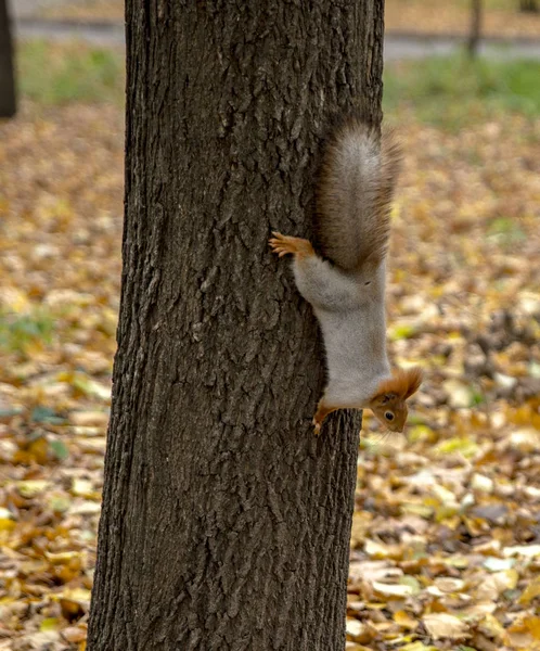 Esquilo vermelho está descendo da árvore — Fotografia de Stock