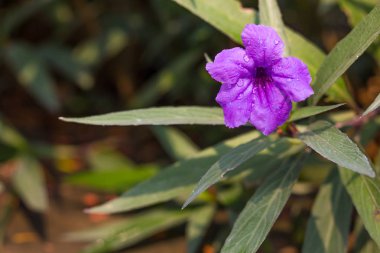 Ruellia simpleks çiçek