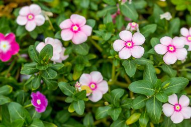 catharanthus çevresi çiçek