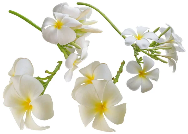 İzole Plumeria çiçek.