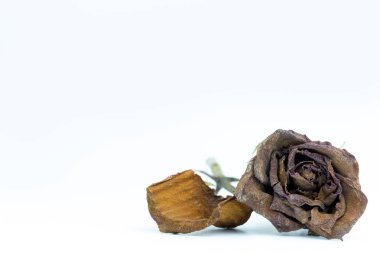 Closeup withered red rose on white background. The concept of disappointment about love or broken heart. clipart