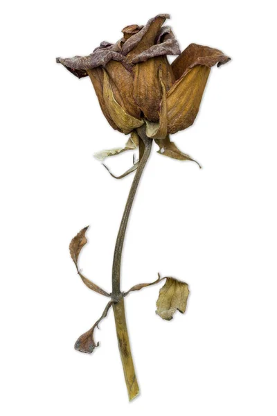 Tatlı beyaz zemin üzerine kırmızı gül solmuş. Hayal kırıklığı hakkında aşk ya da kırık kalp kavramı.