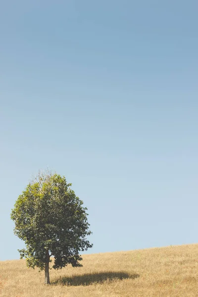 Açık alan ve gökyüzü ağaçlarda. İnzivaya blissful gerçekten bir kavramdır. Alanlarda metin kopyalama.