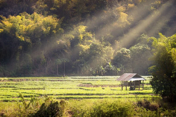 Casa Campo Jardim Soja Entre Montanhas Cercada Por Florestas Luz — Fotografia de Stock