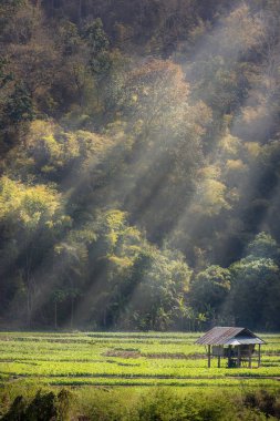 Yazlık soya dağlar arasında Bahçe ve çevrili ormanlar tarafından sabah yaz aylarında hafif. İnzivaya blissful gerçekten bir kavramdır. Alanlarda metin kopyalama.