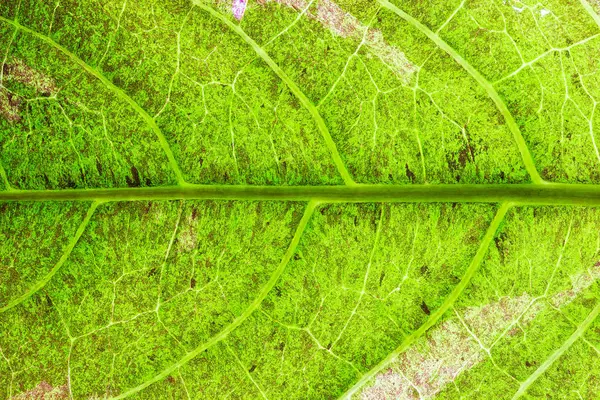 Tekstura Zbliżenie Zielony Liści Nadaje Się Użytku Tle Naturalnych Artykułów — Zdjęcie stockowe