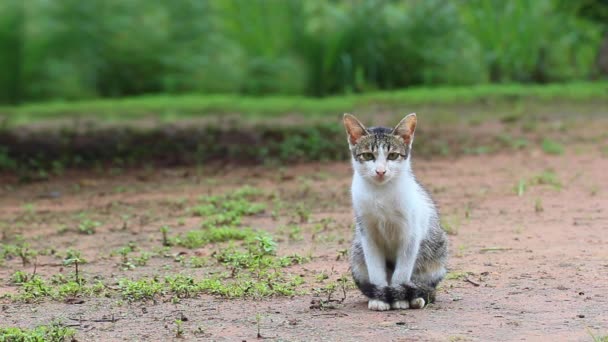 Gatti Faccia Sinistra Sedersi Terra Mattino — Video Stock