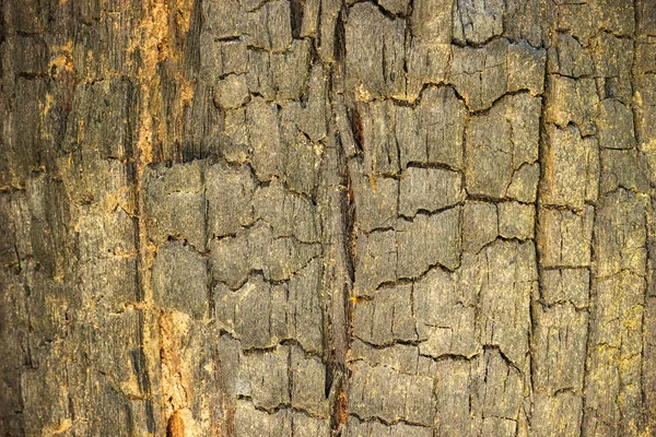 Leégett fa textúra háttér. — Stock Fotó