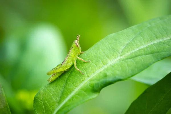Grasshopper σε πράσινο φύλλο σε βιολογικό αγρόκτημα. — Φωτογραφία Αρχείου