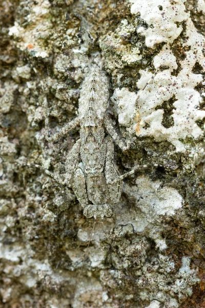 Pregare Mantide sulla roccia nella foresta tropicale . — Foto Stock