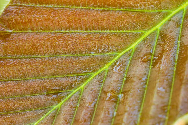 Mokry liść w lesie tropikalnym. — Zdjęcie stockowe