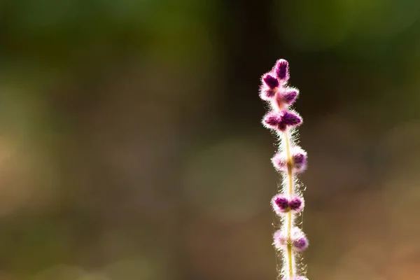 Bloem Van Gras Groene Natuurlijke Achtergrond Tropisch Bos Vintage Natuurlijke — Stockfoto