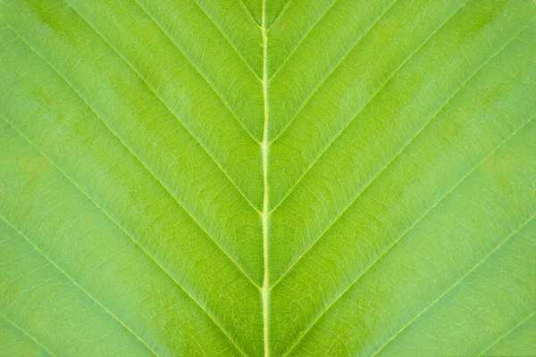 Closeup Green Leaf Texture Background Tropical Forest Concept Nature Conservation — Stock Photo, Image