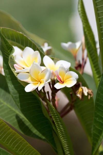 Splendidamente fioritura frangipani — Foto Stock