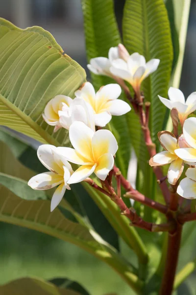 Frangipani lindamente florido — Fotografia de Stock