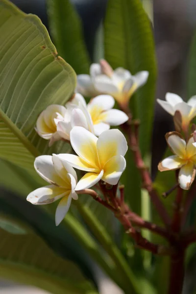 Frangipani floreciente — Foto de Stock