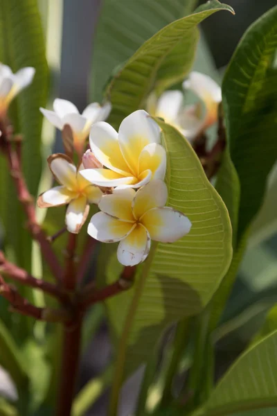 美しく開花フランジパニ — ストック写真