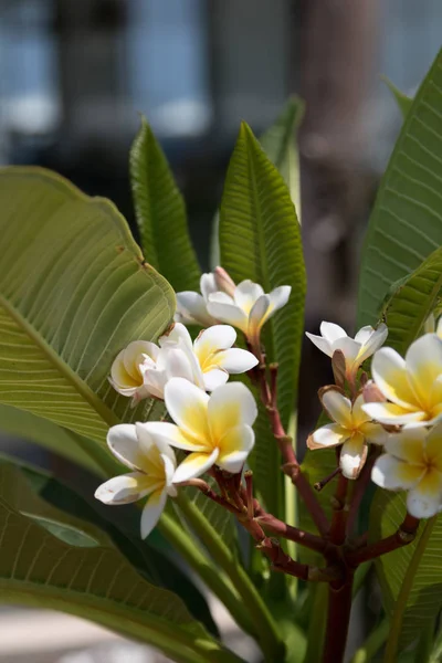 Splendidamente fioritura frangipani — Foto Stock