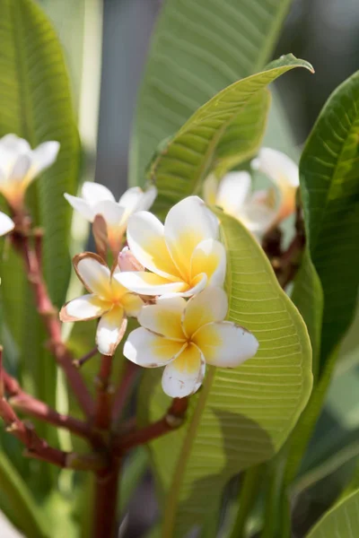 Frangipani lindamente florido — Fotografia de Stock