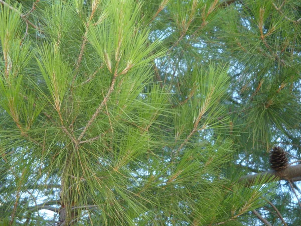 Green tree's leaves — Stock Photo, Image