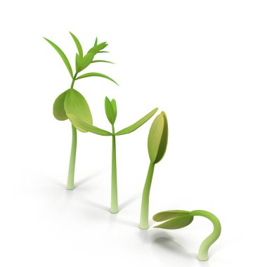 Filizlerin farklı büyüme safhalarında 3D görselleştirilmesi fotorealistik olarak oldukça detaylı. 3 Boyutlu Hazırlama.