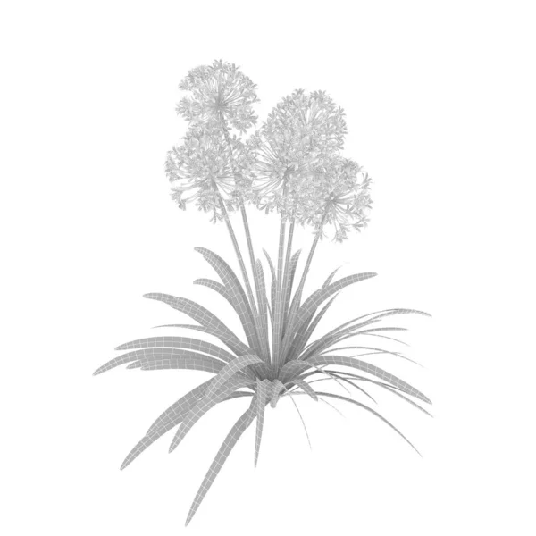 非洲金银花植物的摄影逼真高度详细的可视化 3D渲染 — 图库照片